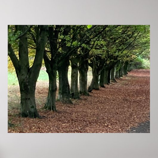 Wandelen in de bossen poster (Voorkant)