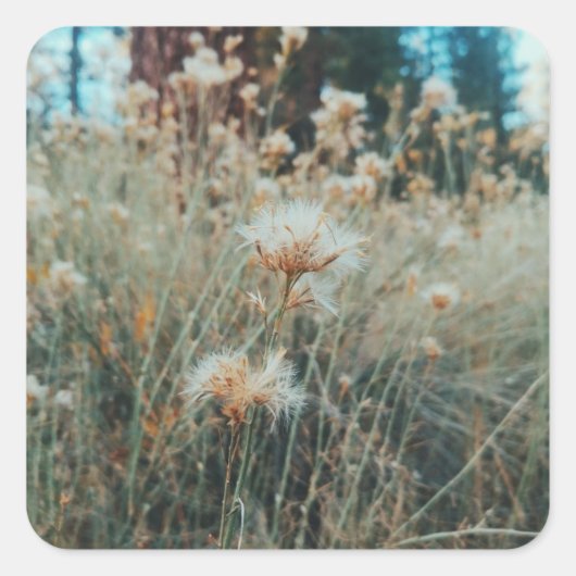 Wandelen in Groot Beer Vierkante Sticker (Voorkant)