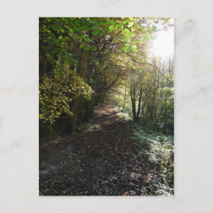 Wandelen op een Woodland Path in Northumberland Briefkaart