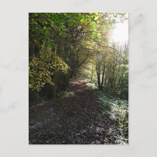 Wandelen op een Woodland Path in Northumberland Briefkaart (Voorkant)