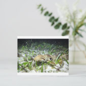 Wandelende epaulethaai op de Ampat-eilanden Raja Briefkaart (Staand voorkant)