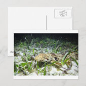 Wandelende epaulethaai op de Ampat-eilanden Raja Briefkaart (Voorkant / Achterkant)