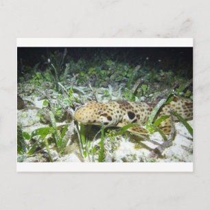 Wandelende epaulethaai op de Ampat-eilanden Raja Briefkaart