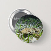 Wandelende epaulethaai op de Ampat-eilanden Raja Ronde Button 5,7 Cm (Voorkant /achterkant)