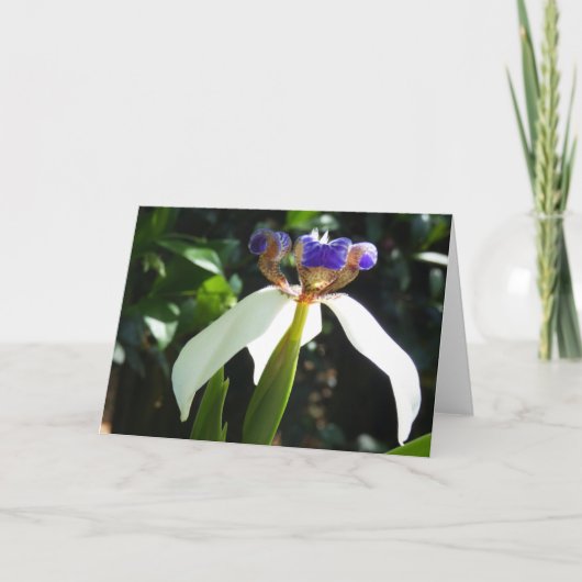 "Wandelende Iris 2." Wenskaart Kaart (Voorkant)