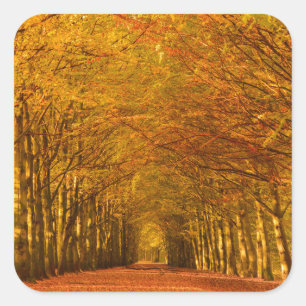 Wandelpad door het bos in de herfststicker vierkante sticker