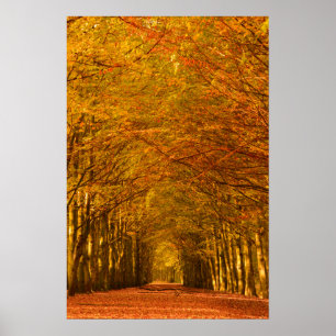 Wandelpad door het bos in herfstposter poster