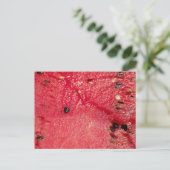 WANDELPOSTKAART WATERMELON BRIEFKAART (Staand voorkant)