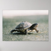 Wandelschildpad Poster (Voorkant)