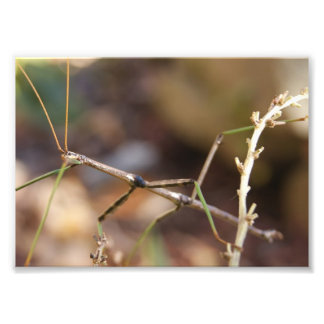 Wandelstok, 7 x 5 fotografische afdruk
