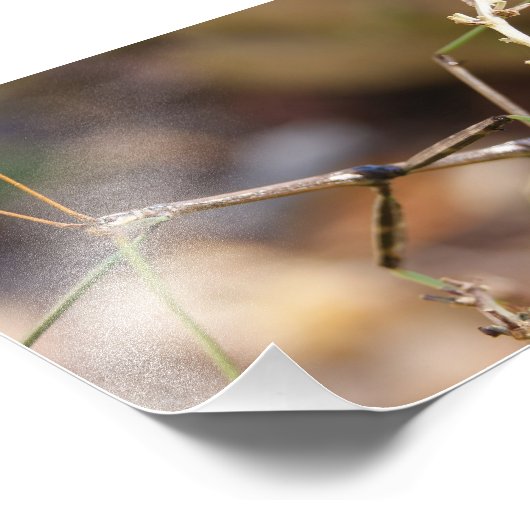 Wandelstok, 7 x 5 fotografische afdruk (Hoek)