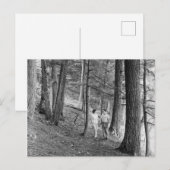 wandelwagentje van het Imp-meer, Bovenschiereilan Briefkaart (Voorkant / Achterkant)