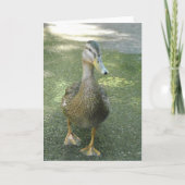 Wandering Duck Kaart (Voorkant)