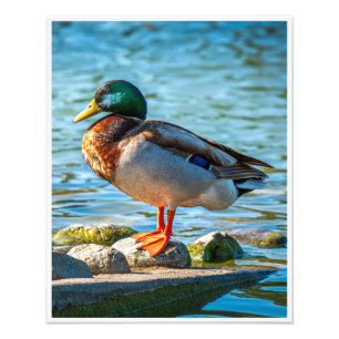 Wandkunst Wilde Eend   Meer Drukwerk Foto Afdruk