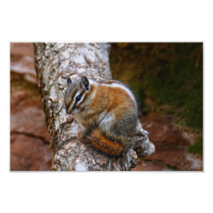 Wangzanger in Zion National Park Foto Afdruk