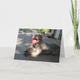 Wanna Smooch Pitbull-Valentijnsdag Feestdagen Kaart