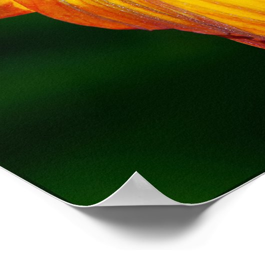 Wanneer de bloem niet bloeit... poster (Hoek)