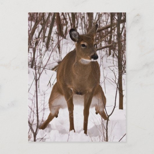 Wanneer de Natuur roept Briefkaart (Voorkant)