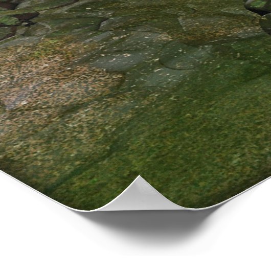 Wanneer Dinosauriërs Roamed Poster (Hoek)