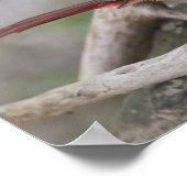 Wanneer kardinalen verschijnen, zijn geliefden in  poster (Hoek)