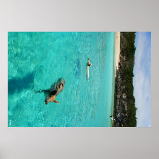 Wanneer varkens draaien poster