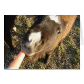 Want Carrot? (Voorkant Horizontaal)