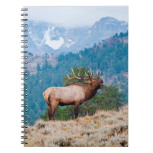 Wapiti (Cervus Elephus) mannetje burlen Notitieboek