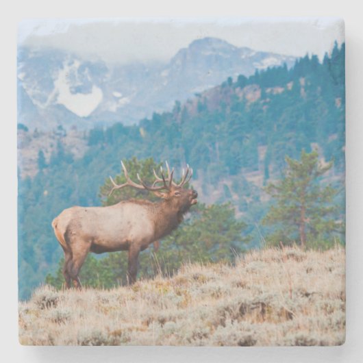 Wapiti (Cervus Elephus) mannetje burlen Stenen Onderzetter (Voorkant)