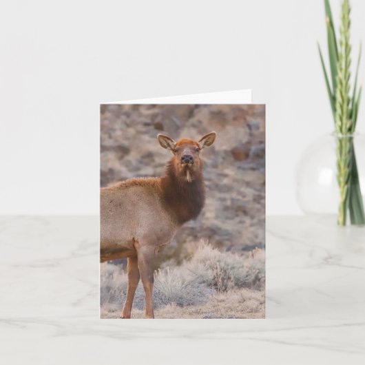 Wapiti Dame - 4" x 5.6" Notitiekaart (Voorkant)