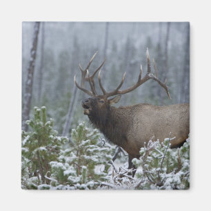 Wapiti-hert in de sneeuw roepend, buguend, Yellows Magneet