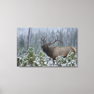 Wapiti-hert in de sneeuw roepend, buguilen, Yellow Canvas Afdruk