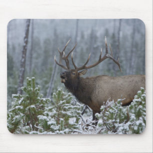 Wapiti-hert in de sneeuw roepend, buguilen, Yellow Muismat