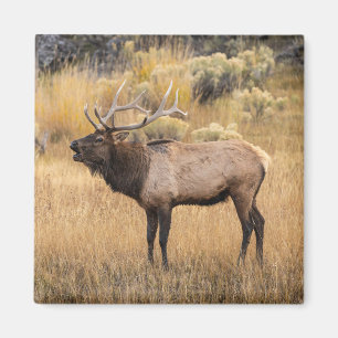 Wapiti-hert   Nationaal Park Yellowstone Magneet