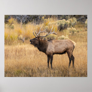 Wapiti hert Yellowstone National Park Poster