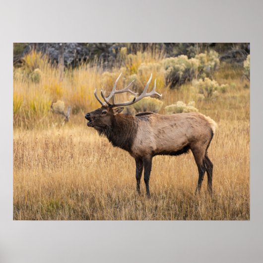 Wapiti hert | Yellowstone National Park Poster (Voorkant)