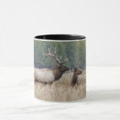 Wapiti in weide | Yellowstone National Park Mok (Midden)