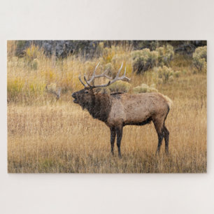 Wapiti   Nationaal park Yellowstone Legpuzzel