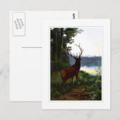 Wapiti of Elk Briefkaart (Voorkant / Achterkant)