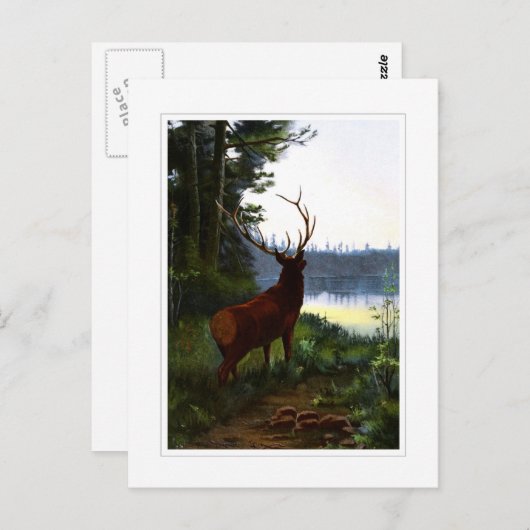Wapiti of Elk Briefkaart (Voorkant / Achterkant)