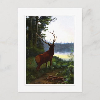 Wapiti of Elk Briefkaart