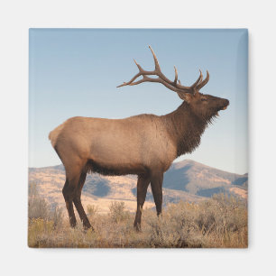 Wapitihengst bij Mammoth Wyoming Magneet