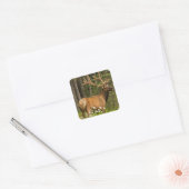 Wapitihengst in fluweel, Canada Vierkante Sticker (Envelop)