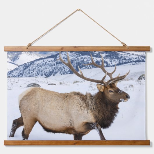 Wapitihengst | Wyoming Hangend Wandkleed (Voorkant)