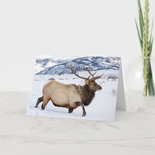 Wapitihengst | Wyoming Kaart (Voorkant)