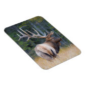 Wapitihert (Cervus canadensis nelsoni) Magneet (Rechterzijde)