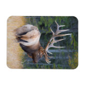 Wapitihert (Cervus canadensis nelsoni) Magneet (Horizontaal)