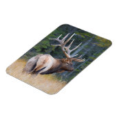 Wapitihert (Cervus canadensis nelsoni) Magneet (Linkerzijde)
