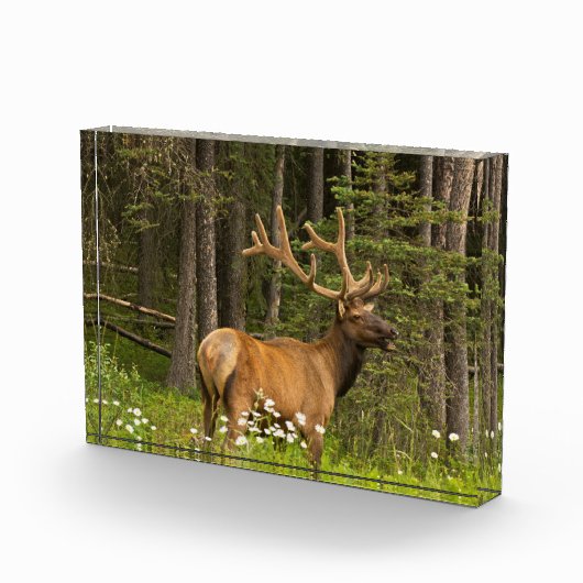Wapitihert in fluweel, Canada Fotoblokken (Rechts)