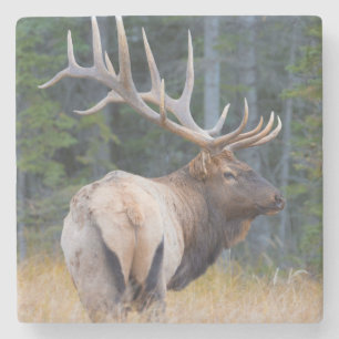 Wapitihert in Rocky Mountains Stenen Onderzetter