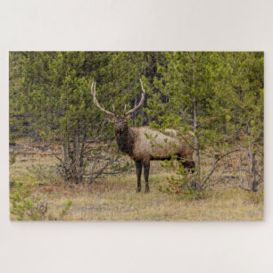 Wapitihert   In Yellowstone National Park Legpuzzel